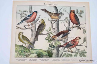 Item #3161 Naturgeschichte Des Tierreichs, or Natural History of the Animal Realm (Birds XIV)....
