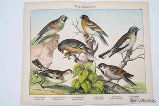 Item #3162 Naturgeschichte Des Tierreichs, or Natural History of the Animal Realm (Birds XV)....
