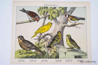 Item #3163 Naturgeschichte Des Tierreichs, or Natural History of the Animal Realm (Birds XVI)....