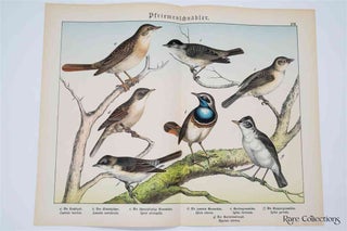 Item #3164 Naturgeschichte Des Tierreichs, or Natural History of the Animal Realm (Birds XVII)....