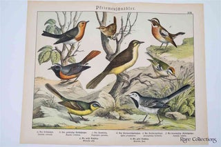 Item #3165 Naturgeschichte Des Tierreichs, or Natural History of the Animal Realm (Birds XVIII)....