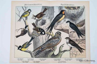 Item #3167 Naturgeschichte Des Tierreichs, or Natural History of the Animal Realm (Birds XIX)....