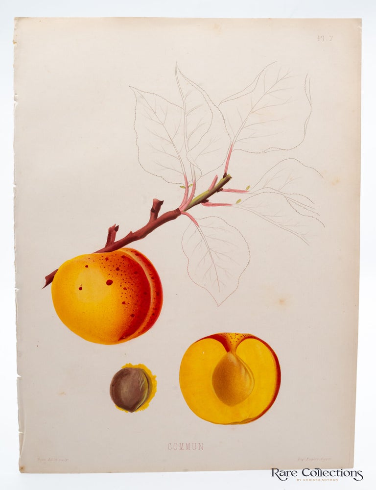 Item #32249 Plate 7 - Commun. Pierre-Victor Galland, Engraver.