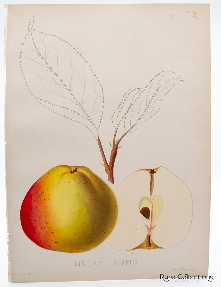 Item #32258 Plate 19 - Lineous Pippin. Pierre-Victor Galland, Engraver.