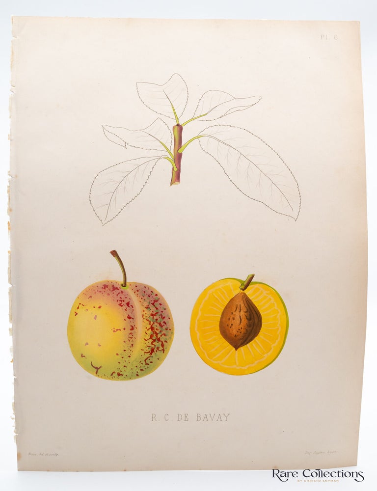 Item #32263 Plate 6 - R.C. De Bavay. Pierre-Victor Galland, Engraver.