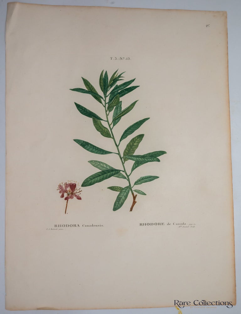 Item #32325 Rhodora Canadensis (Canada rosebay). Pierre-Joseph Redout&eacute;, Artist.