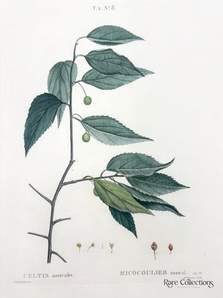 Celtis australis (Mediterranean Hackberry or Honeyberry)
