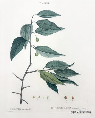 Celtis australis (Mediterranean Hackberry or Honeyberry)