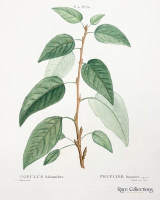 Betula excelsa (Tall Birch)