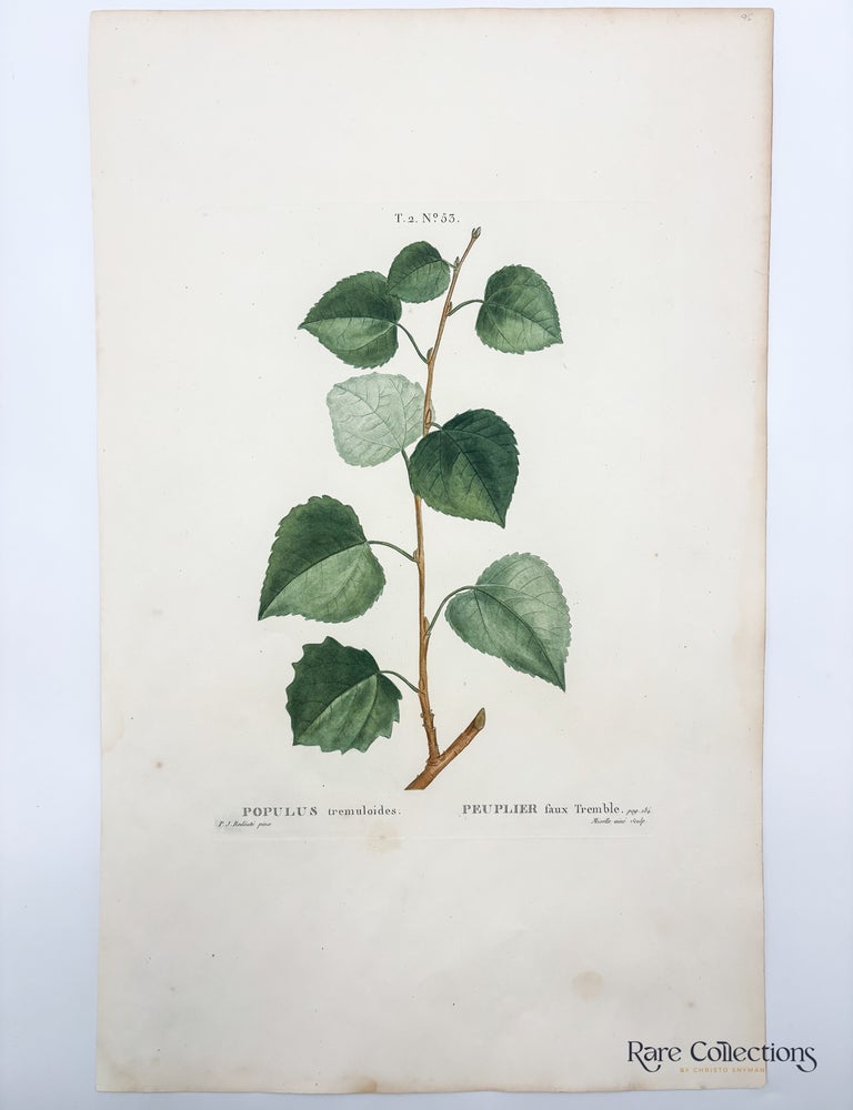 Item #32339 Populus tremuloides (Quaking Aspen). Pierre-Joseph Redout&eacute;, Artist.