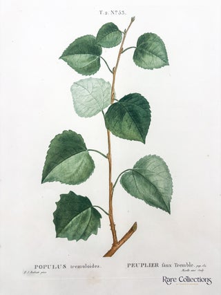 Populus tremuloides (Quaking Aspen)