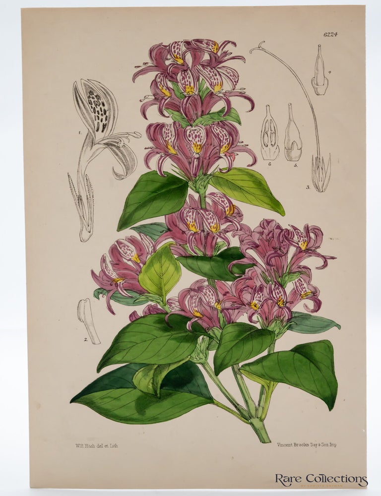 Item #32442 Tab 6224 Hypoestes aristata (The Ribbon Bush or Purple Haze). William Curtis.