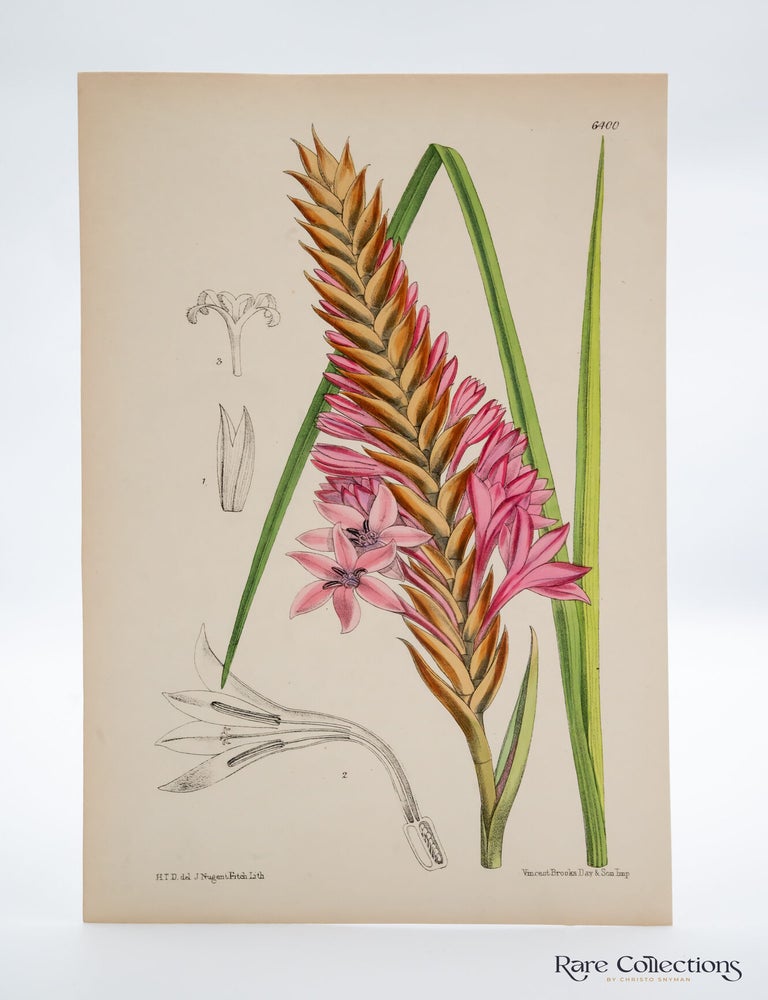 Item #32452 Tab 6400 Watsonia densiflora (Natal Bugle Lily). William Curtis.