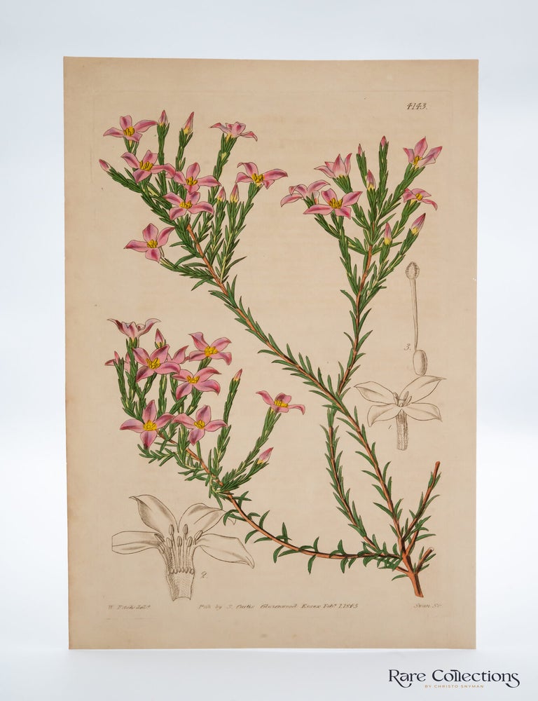 Item #32453 Tab 4143 Cryptadenia Uniflora (Solitary-flowered Cryptadenia). William Curtis.
