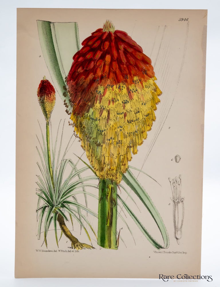 Item #32461 Tab 5946 Kniphofia Caulescens. William Curtis.