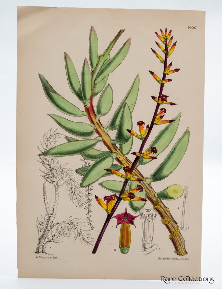 Item #32462 Tab 6020 Cotyledon Mamillaris. William Curtis.