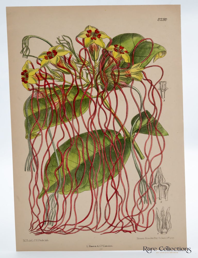 Item #32475 Tab 8250 Strophantus Preusii. William Curtis.