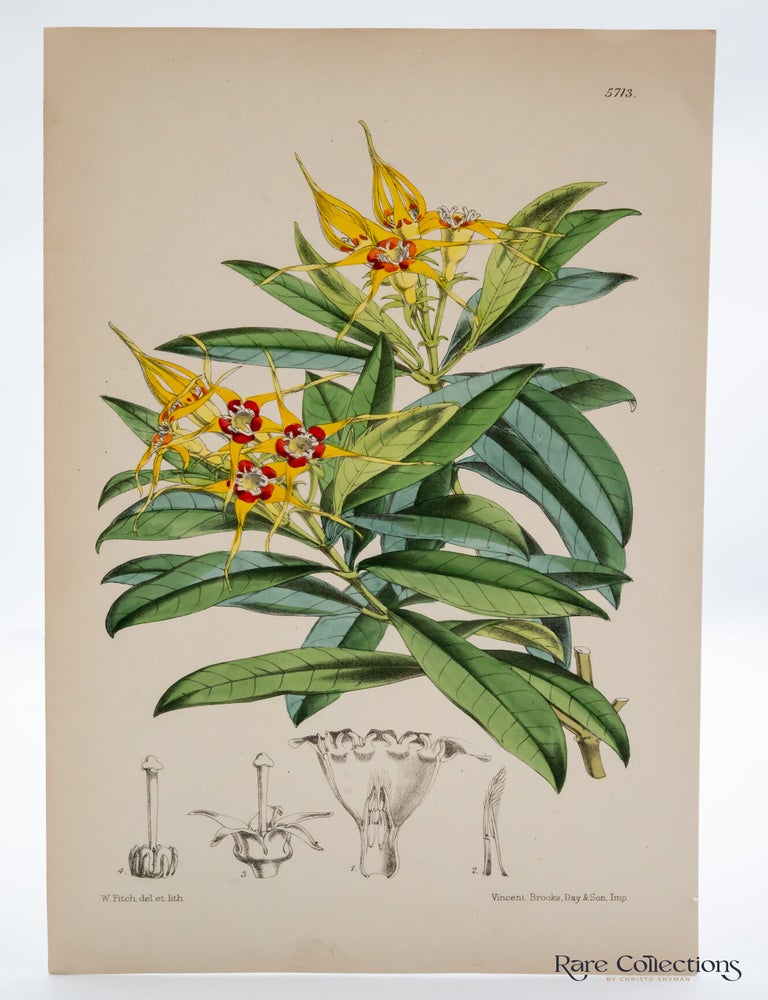 Item #32481 Tab 5713 Strophanthus Capensis. William Curtis.