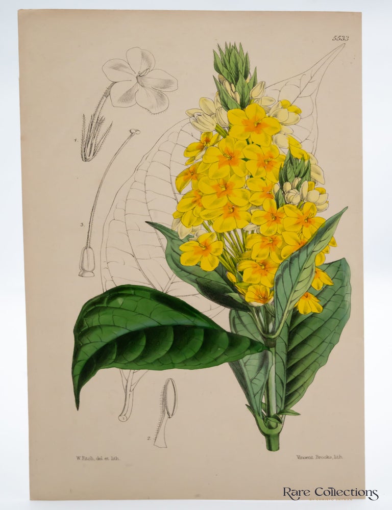 Item #32499 Tab 5533 Lankesteria Barteri. William Curtis.