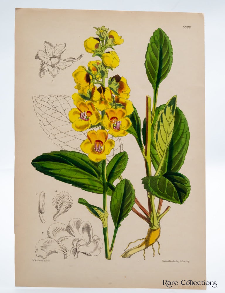 Item #32507 Tab 6066 Celsia Betonicaefolia. William Curtis.