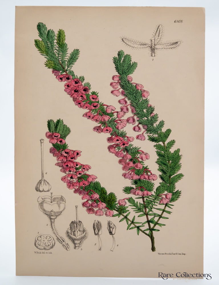 Item #32510 Tab 6108 Erica chamissonis. William Curtis.