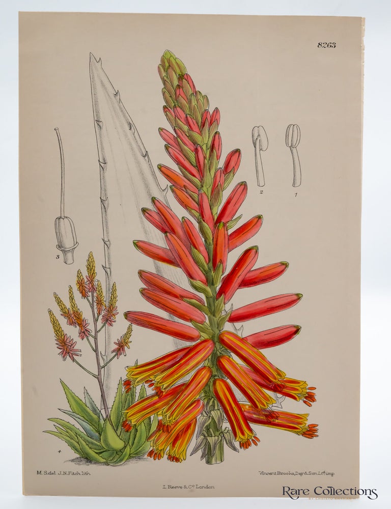 Item #32517 Tab 8263 Aloe Rubrolutea. William Curtis.