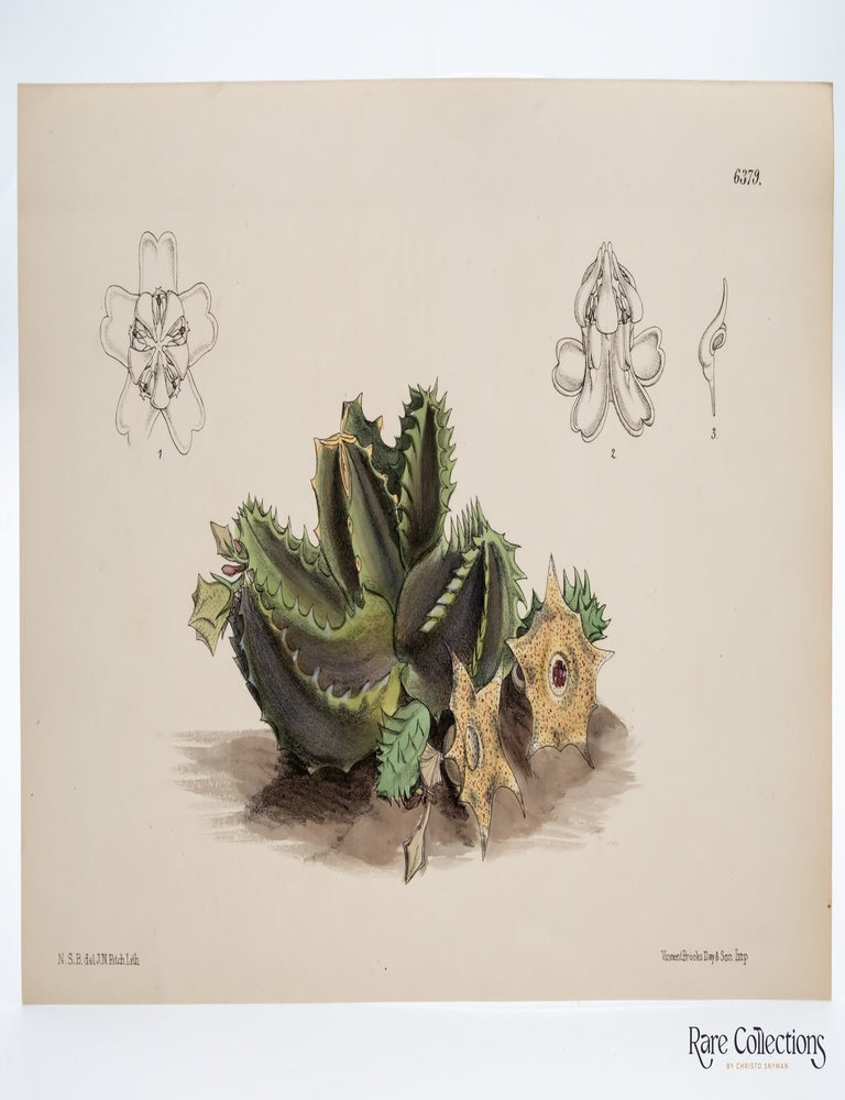 Item #32521 Tab 6379 Huernia brevirostris. William Curtis.