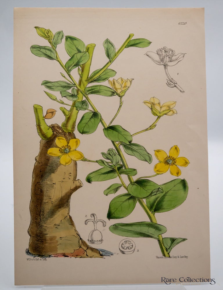 Item #32523 Tab 6220 Talinum Arnotii. William Curtis.