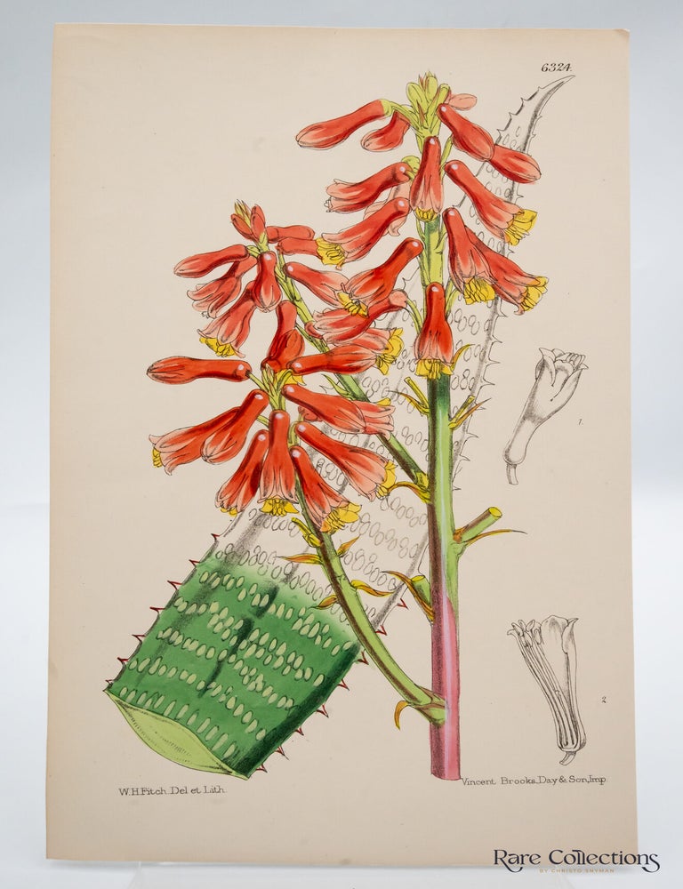 Item #32529 Tab 6324 Aloe tricolor. William Curtis.