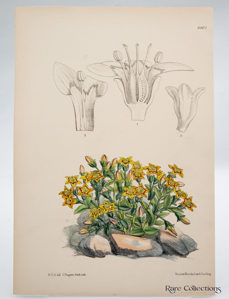 Item #32532 Tab 6401 Grammanthes chloraeflora. William Curtis.
