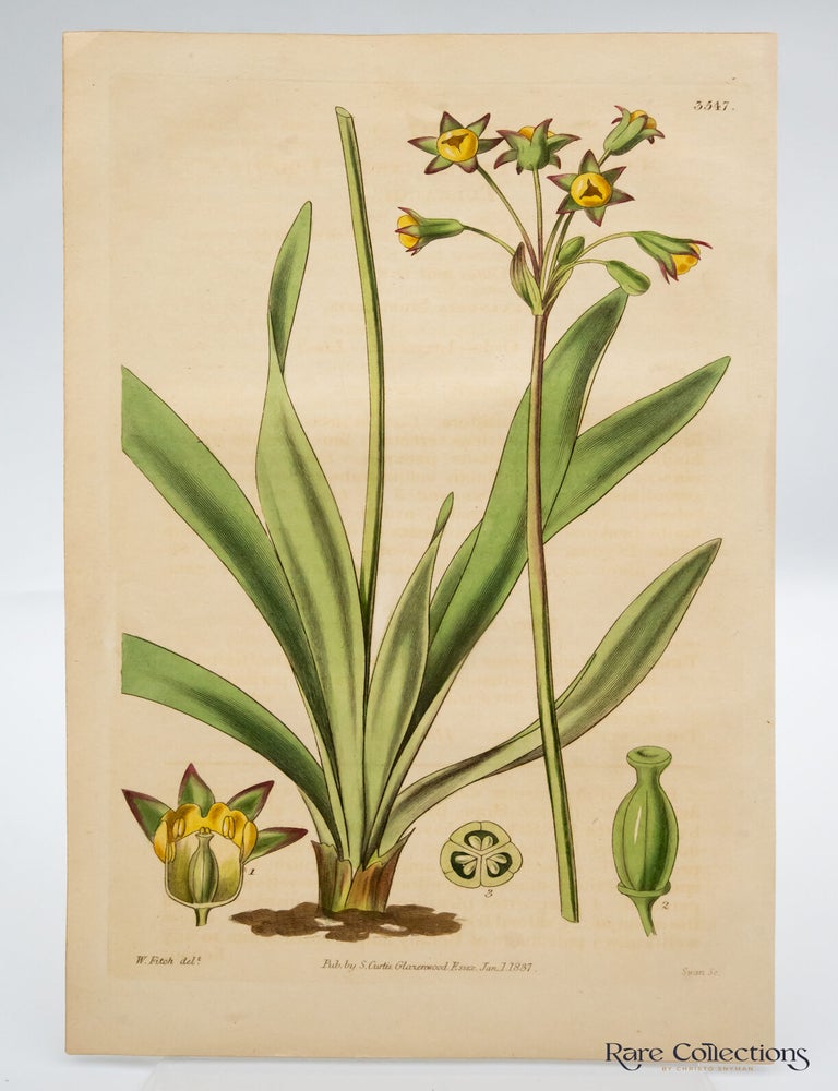 Item #32547 Tab 3547 Tulbaghia Ludwigiana (Ludwig's Tulbaghia). William Curtis.
