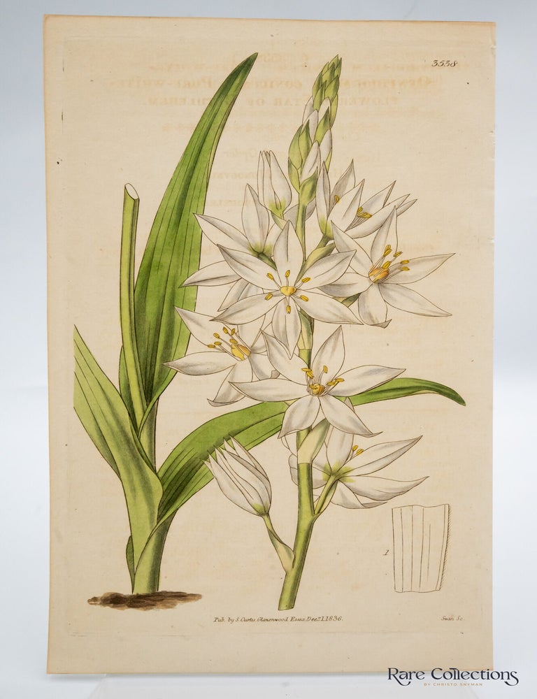 Item #32549 Tab 3538 Ornithogalum Conicum (Pure-White- Flowered Star of Bethlehem). William Curtis.