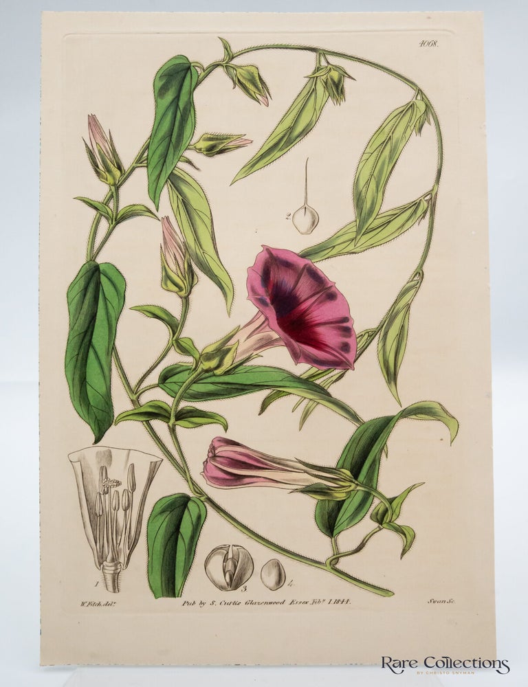 Item #32554 Tab 4068 Ipomeaea Crassipes (Thick-Flower-Stalked Ipomaea; or Bindweed). William Curtis.