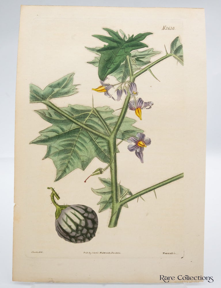 Item #32558 Tab 2618 Solanum Platanifolium (Plane-tree leaved nightshade). William Curtis.