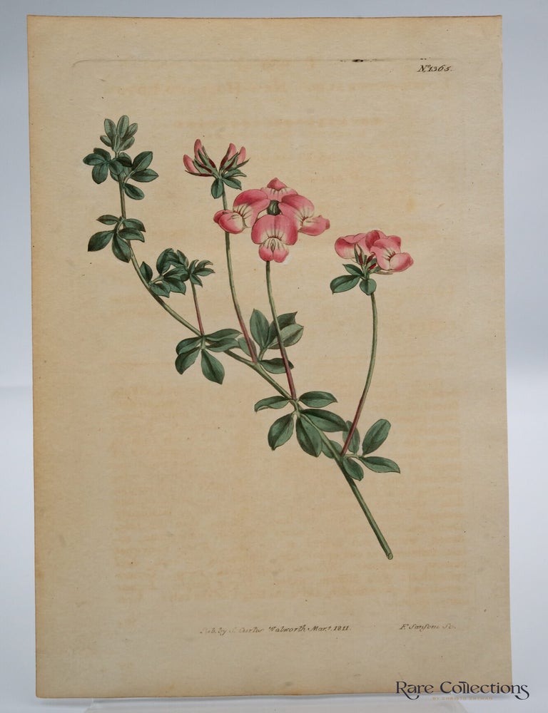 Item #32576 Tab 1365 Lotus australis. William Curtis.