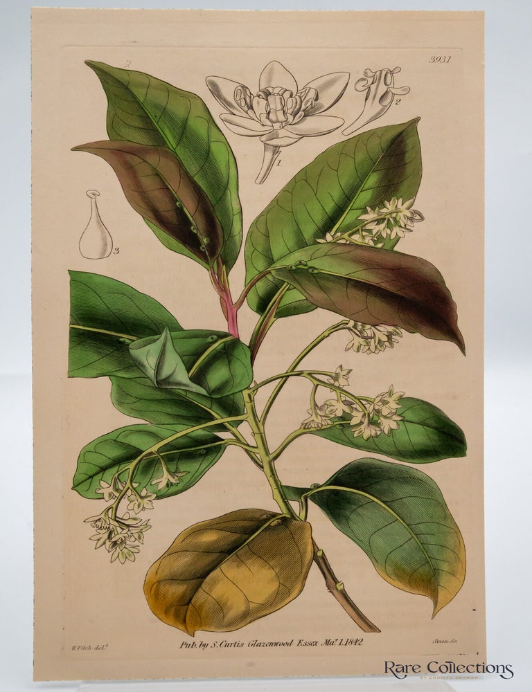 Item #32584 Tab 3931 Oreodaphne Bullata (Blistered Mountain-Laurei). William Curtis.