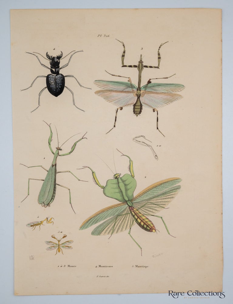 Item #32628 Pl 326 - 1. a 3. Mante 4. Manticore 5. Mantispe. Suville Guerin-Meneville, Felix Edouard.