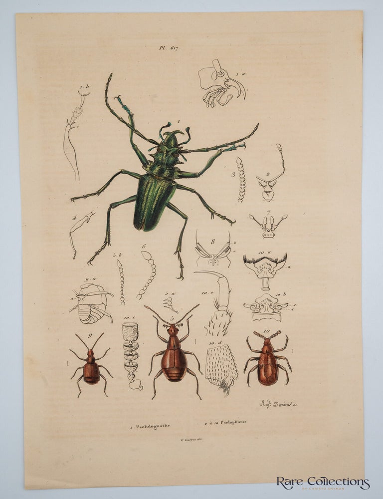 Item #32631 Pl 617 - 1. Psalidognathe 2. Pselaphiens. Suville Guerin-Meneville, Felix Edouard.