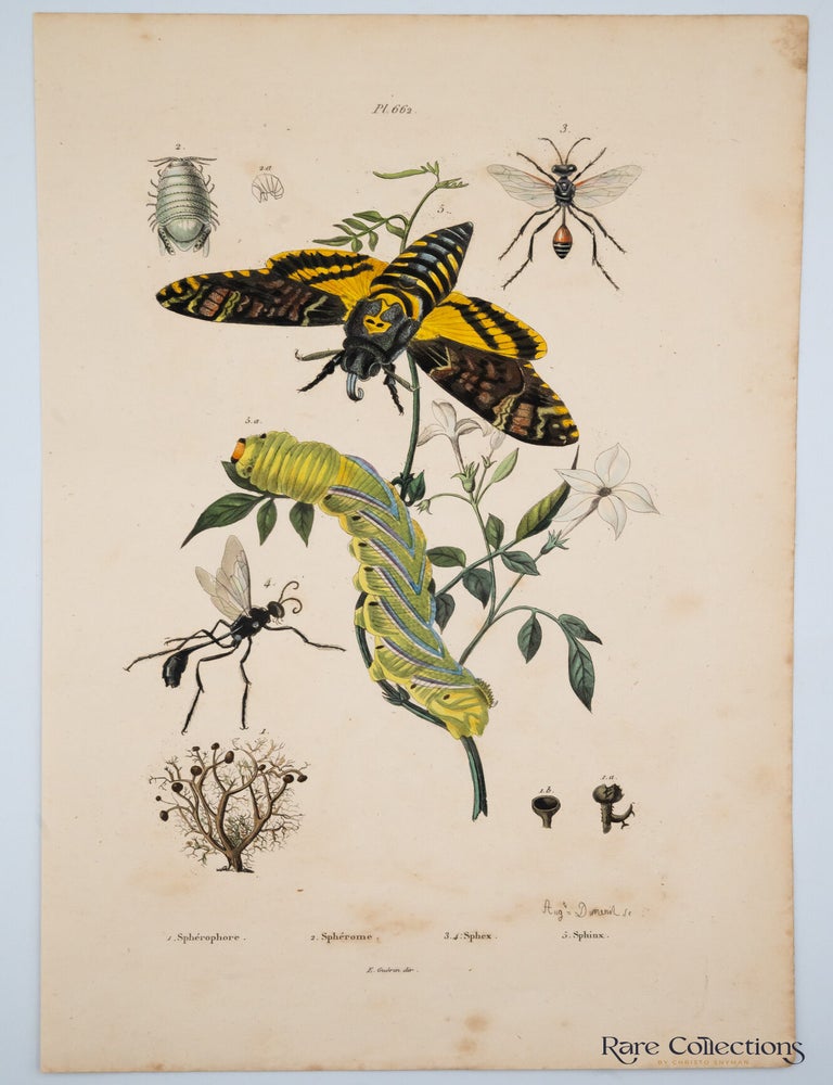 Item #32633 Pl 662 - 1.Spherophore 2. Spherome 3.4. Sphex 5. Sphinx. Suville Guerin-Meneville, Felix Edouard.