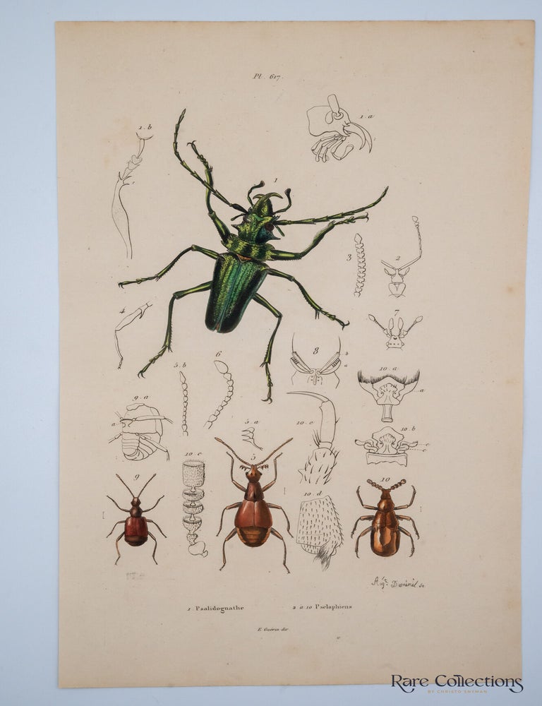 Item #32634 Pl 617 - 1. Psalidognathe 2. Pselaphiens. Suville Guerin-Meneville, Felix Edouard.