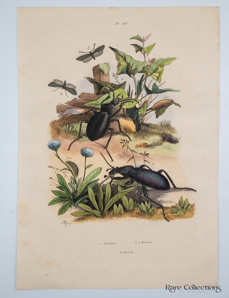 Item #32672 Pl 613 - 1. 2. Proceres 3. 4. Procris. Suville Guerin-Meneville, Felix Edouard.
