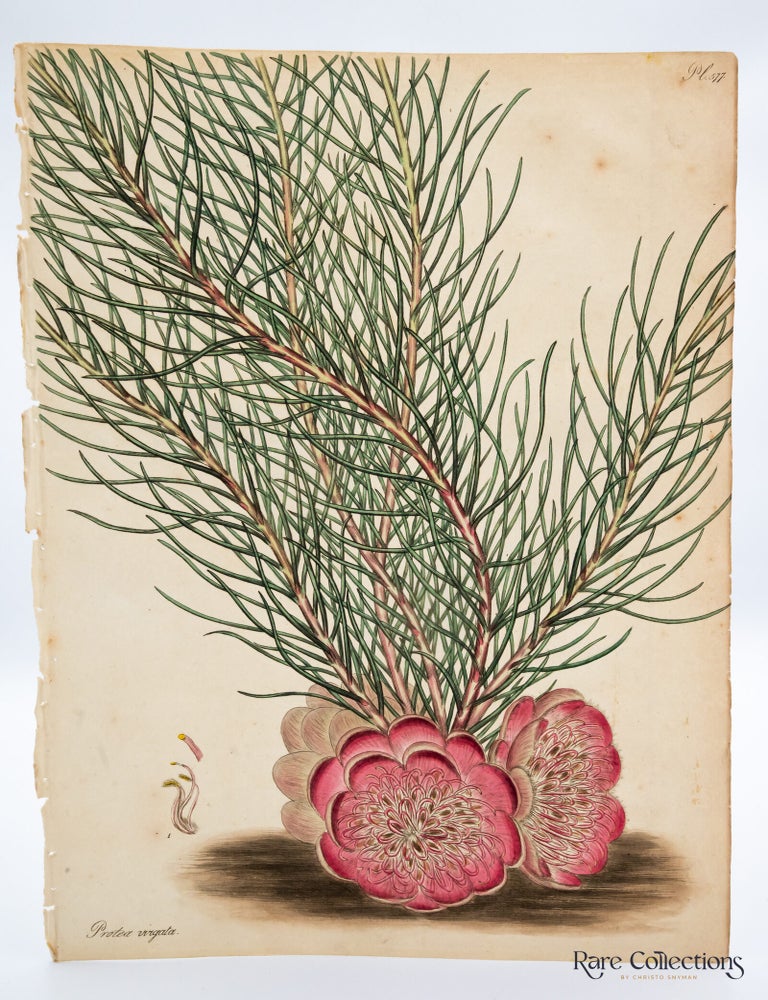Item #32693 Plate 577 Protea virgata (Twiggy Protea). Henry Cranke Andrews.