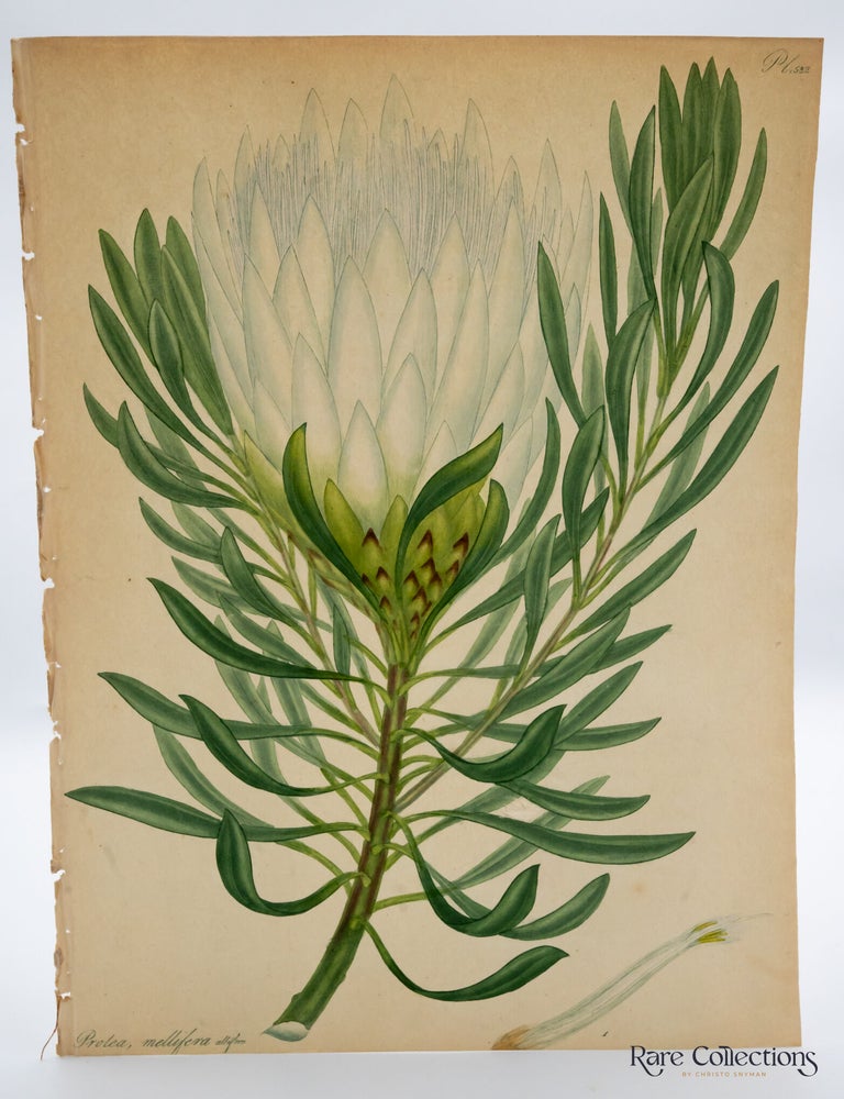 Item #32703 Plate 532 Protea mellifera albiflora (white-flowered Honey-bearing Protea). Henry Cranke Andrews.
