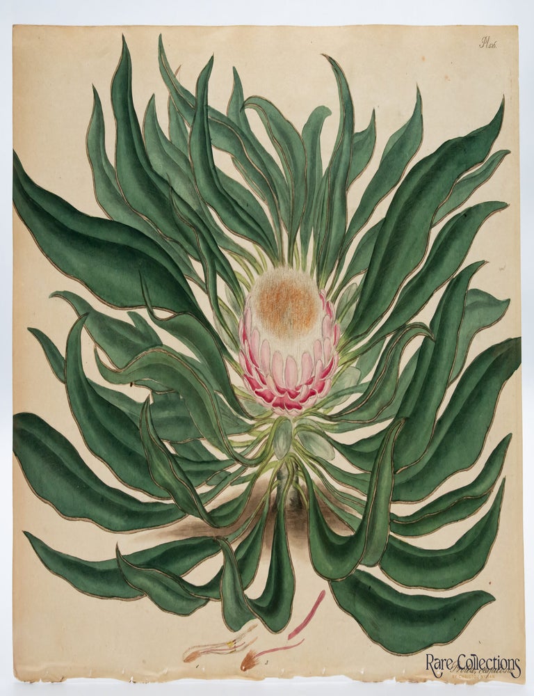 Item #32709 Plate 526 Protea cespitosa (Turfy Protea). Henry Cranke Andrews.