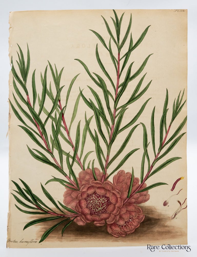 Item #32711 Plate 532 Protea humiflora (Long-flowering Protea). Henry Cranke Andrews.