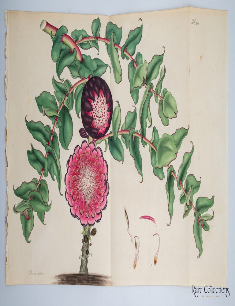 Item #32729 Plate 453 Protea repens (Creeping Protea). Henry Cranke Andrews.