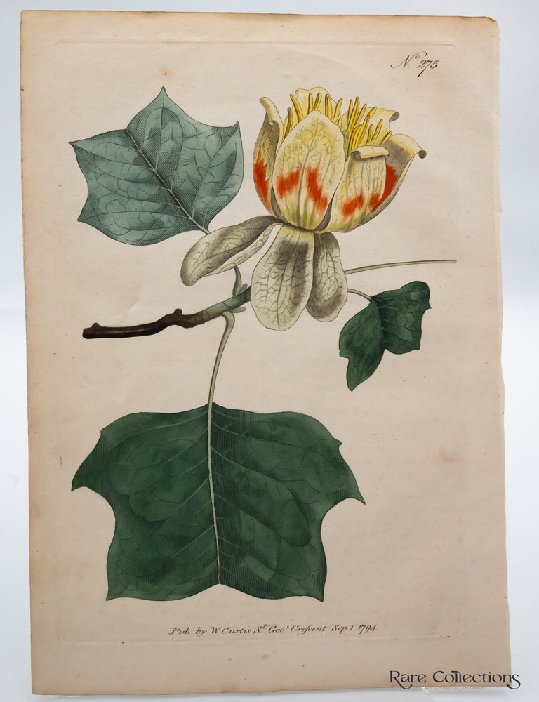 Item #32746 Plate 275 Liriodendron tulipifera (Common Tulip-Tree). William Curtis.