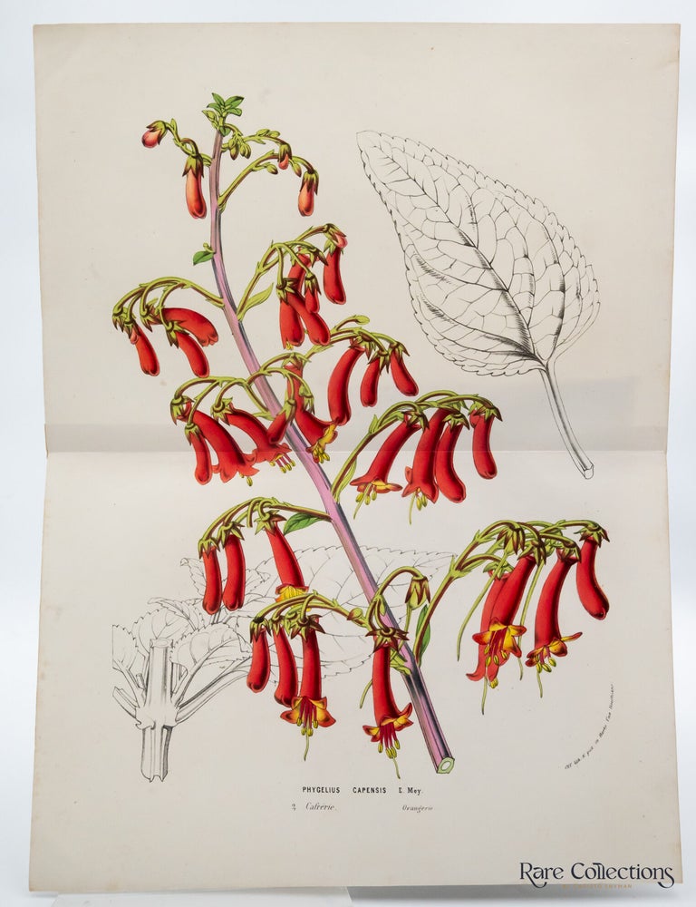 Item #32748 Phygelius Capensis (the cape figwort or cape fuchsia). Louis Beno&icirc;t van Houtte.