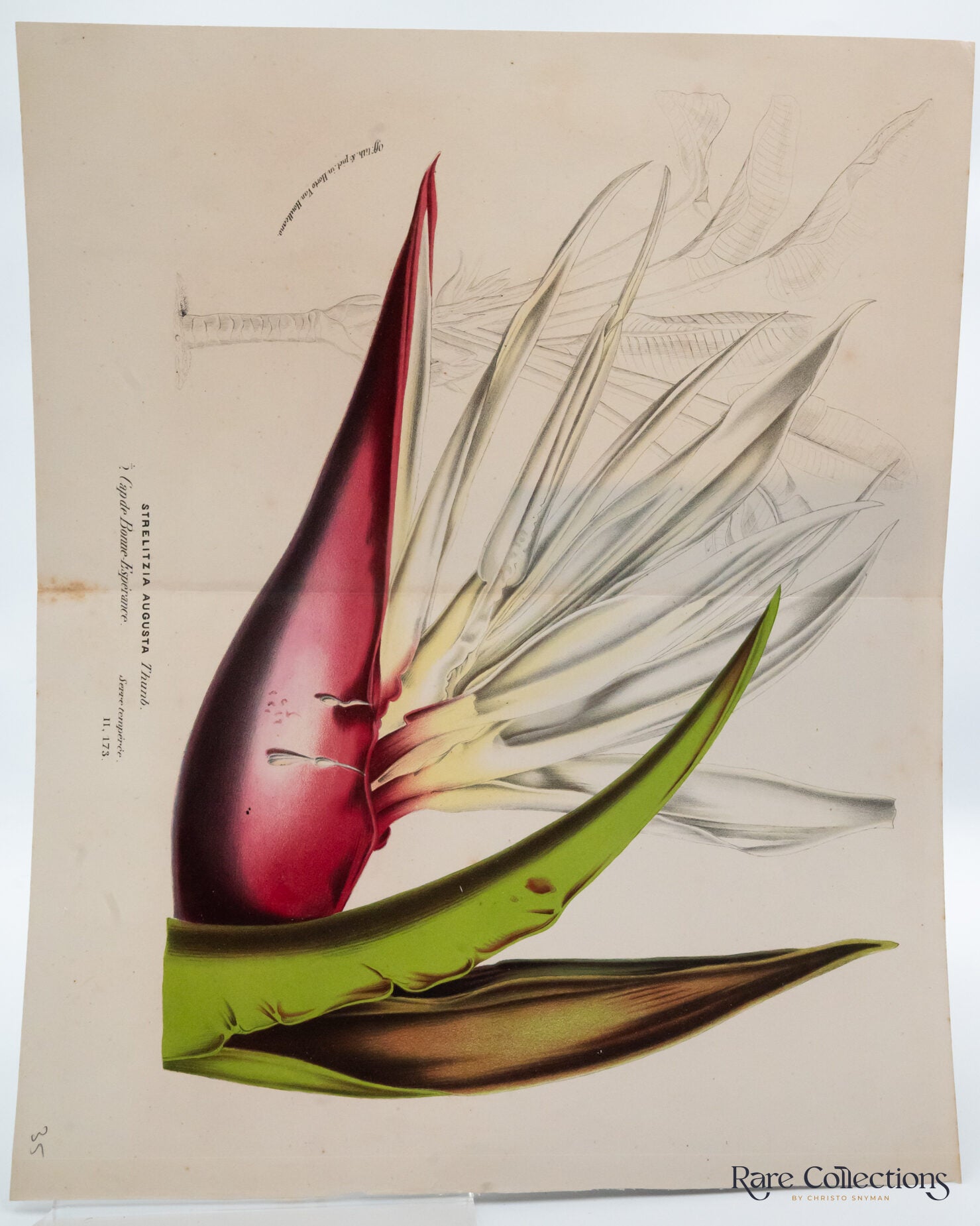 Sterlitzia augusta | Louis Benoît van Houtte