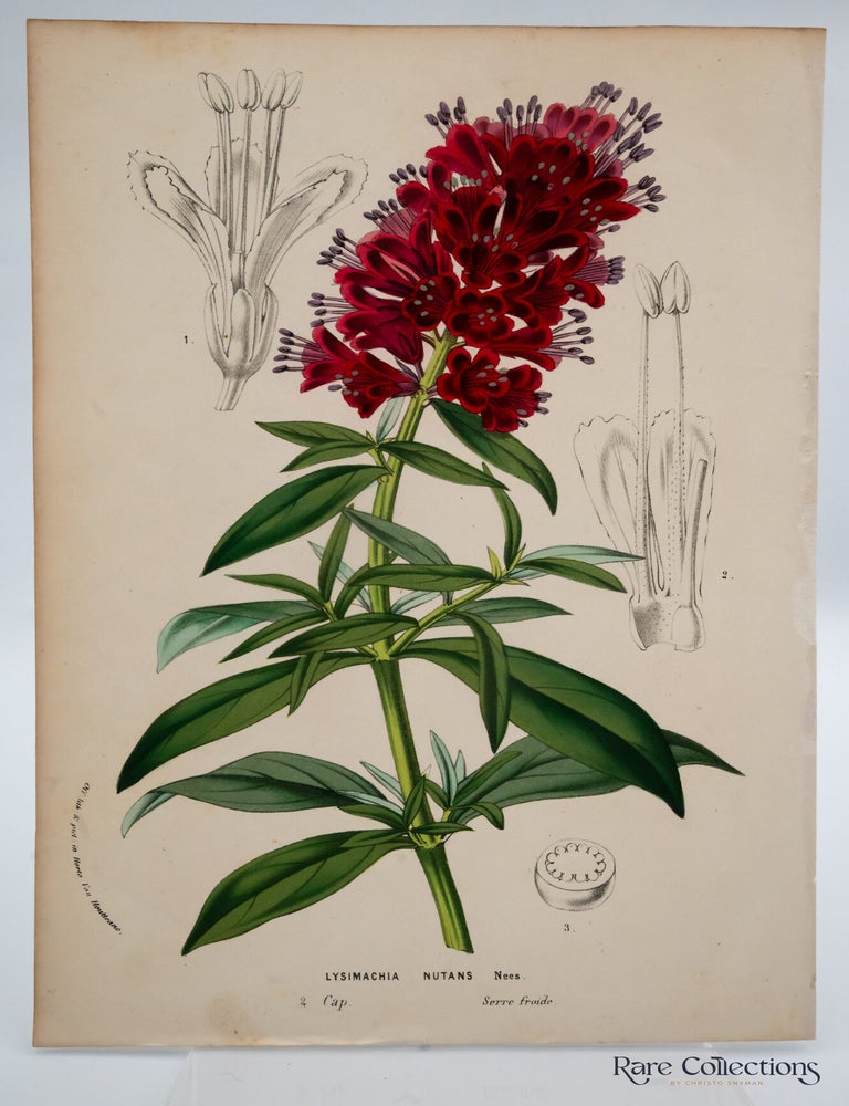 Item #32766 Lysimachia nutans (Cape Loosestrife). Louis Beno&icirc;t van Houtte.